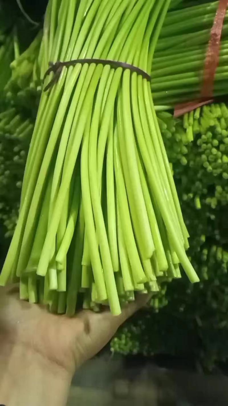 山东红帽蒜苔，平邑红帽蒜苔，产地直供！质量包证