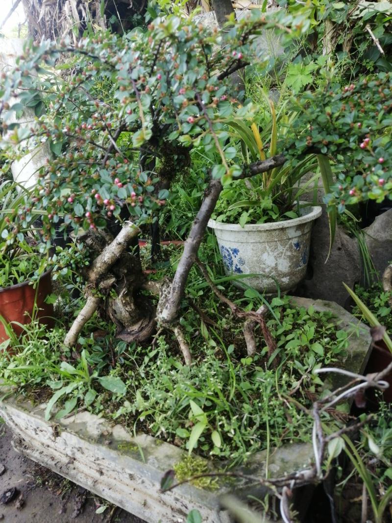 米叶荀子平枝荀子白花荀子