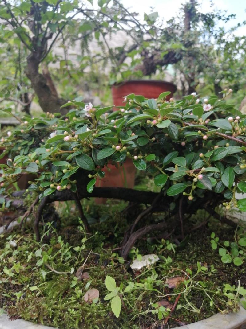 米叶荀子平枝荀子白花荀子