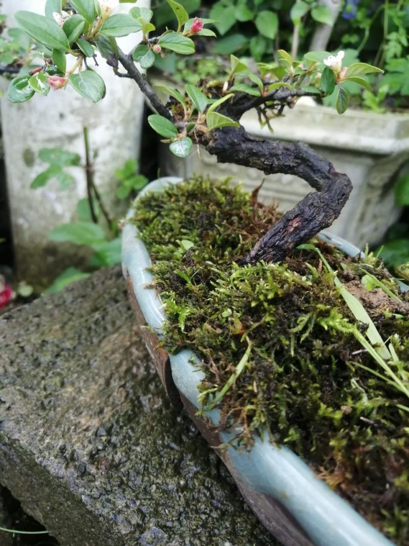 米叶荀子平枝荀子白花荀子