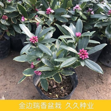 金边瑞香盆栽带花苞年宵花耐寒花卉开花浓香室内阳台绿植好养