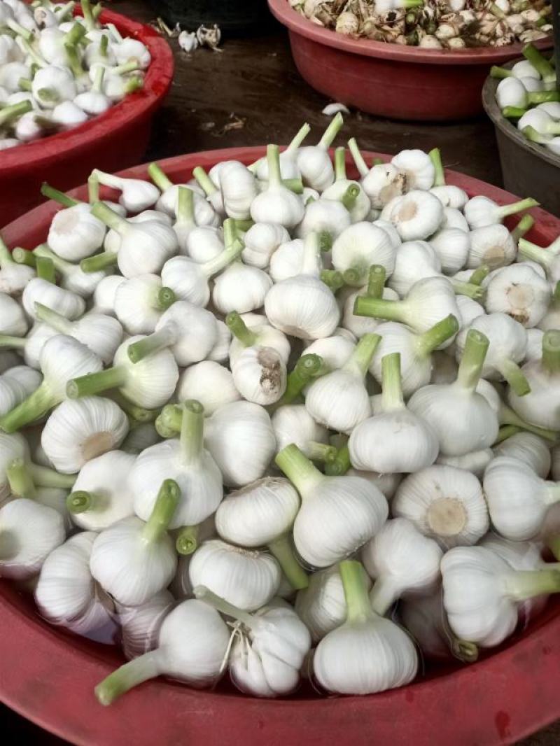 山东大蒜，扒皮蒜，5cm起步，精品白皮蒜，产地直供包质量