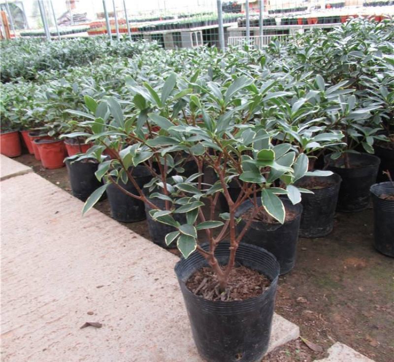 金边瑞香盆栽带花苞年宵花耐寒花卉开花浓香室内阳台绿植好养