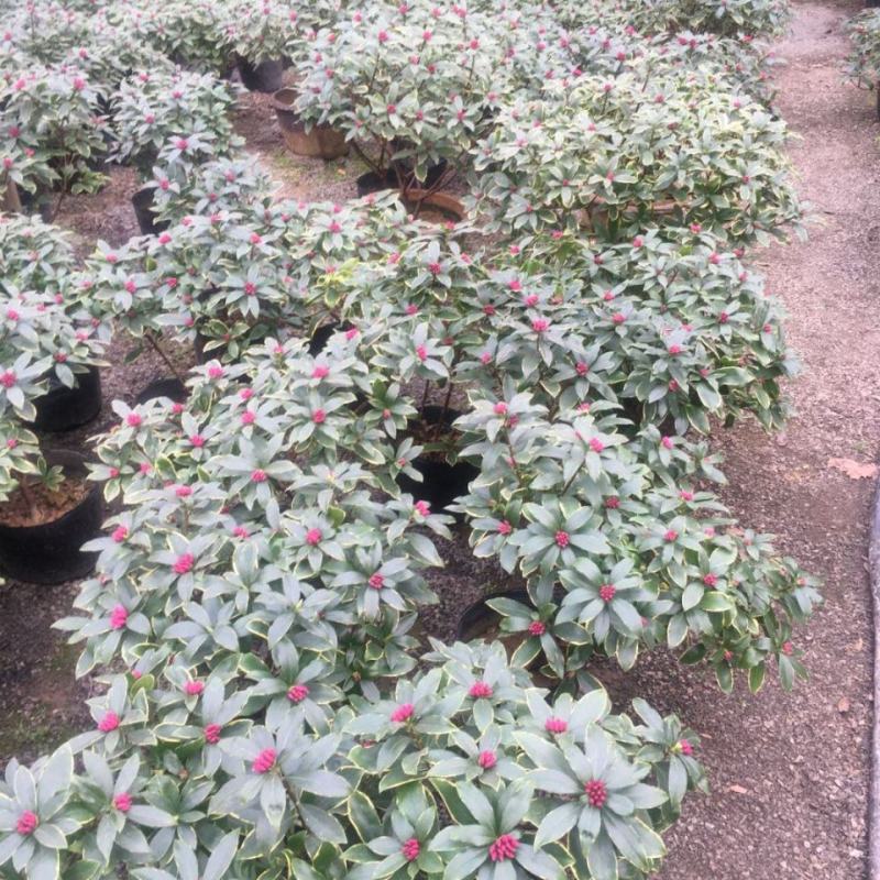金边瑞香盆栽带花苞年宵花耐寒花卉开花浓香室内阳台绿植好养