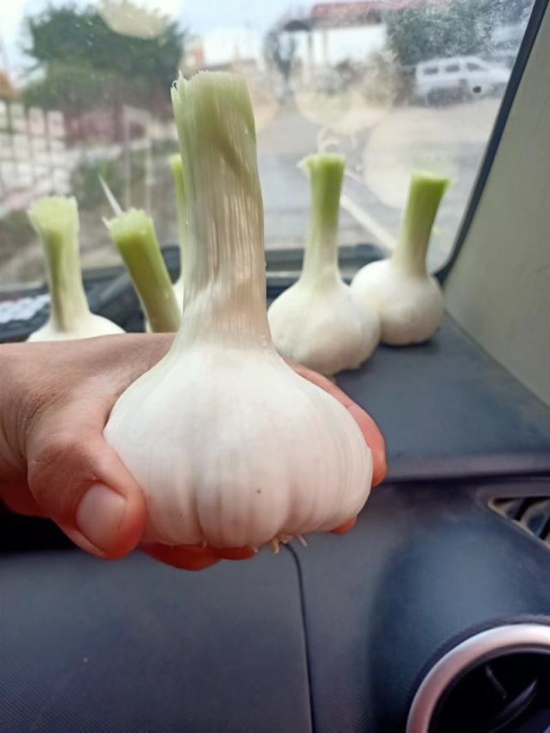 山东大蒜，扒皮蒜，5cm起步，精品白皮蒜，产地直供包质量