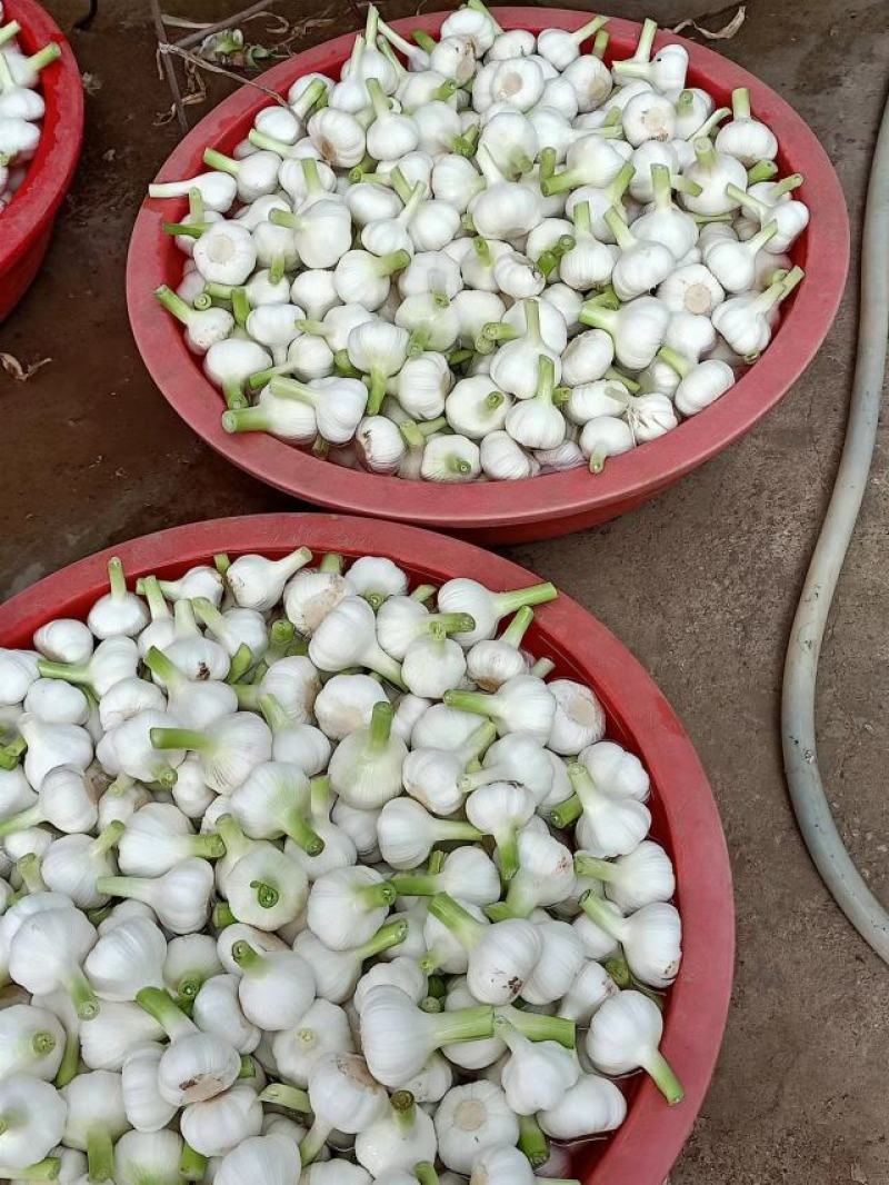 山东大蒜，扒皮蒜，5cm起步，精品白皮蒜，产地直供包质量