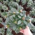 金边瑞香盆栽带花苞年宵花耐寒花卉开花浓香室内阳台绿植好养