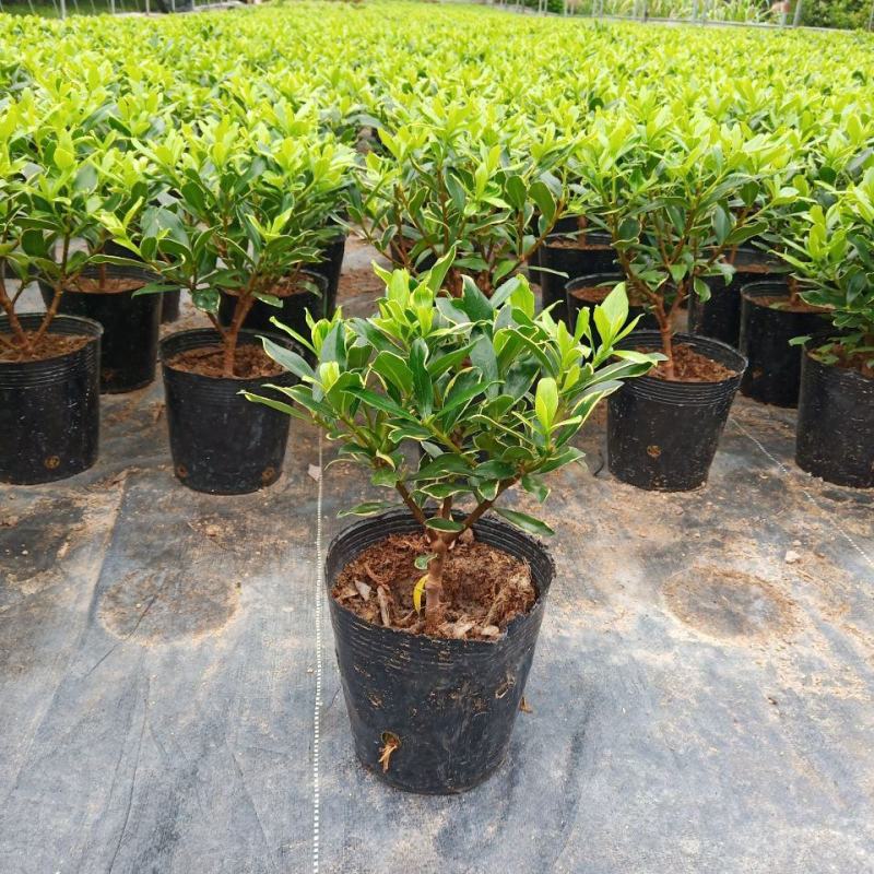 金边瑞香盆栽带花苞年宵花耐寒花卉开花浓香室内阳台绿植好养