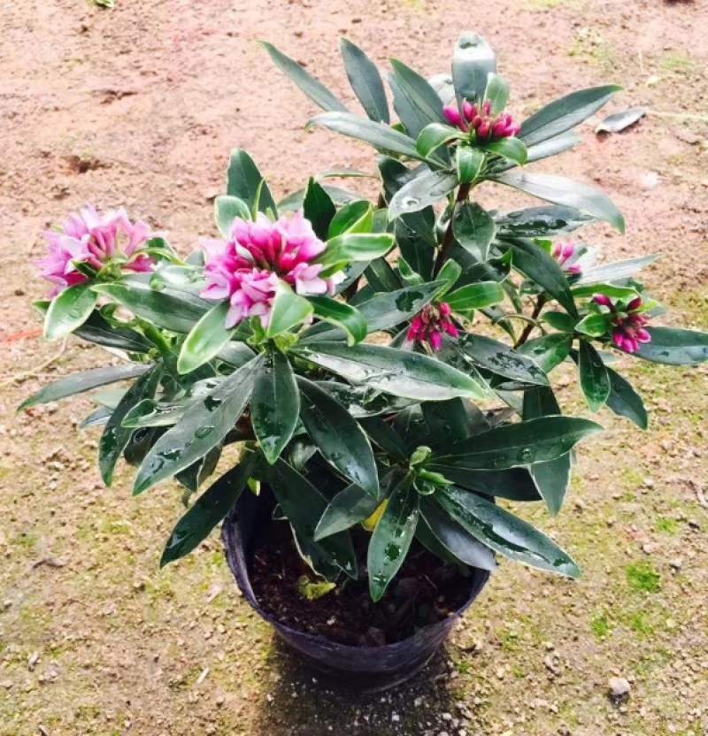 金边瑞香盆栽带花苞年宵花耐寒花卉开花浓香室内阳台绿植好养
