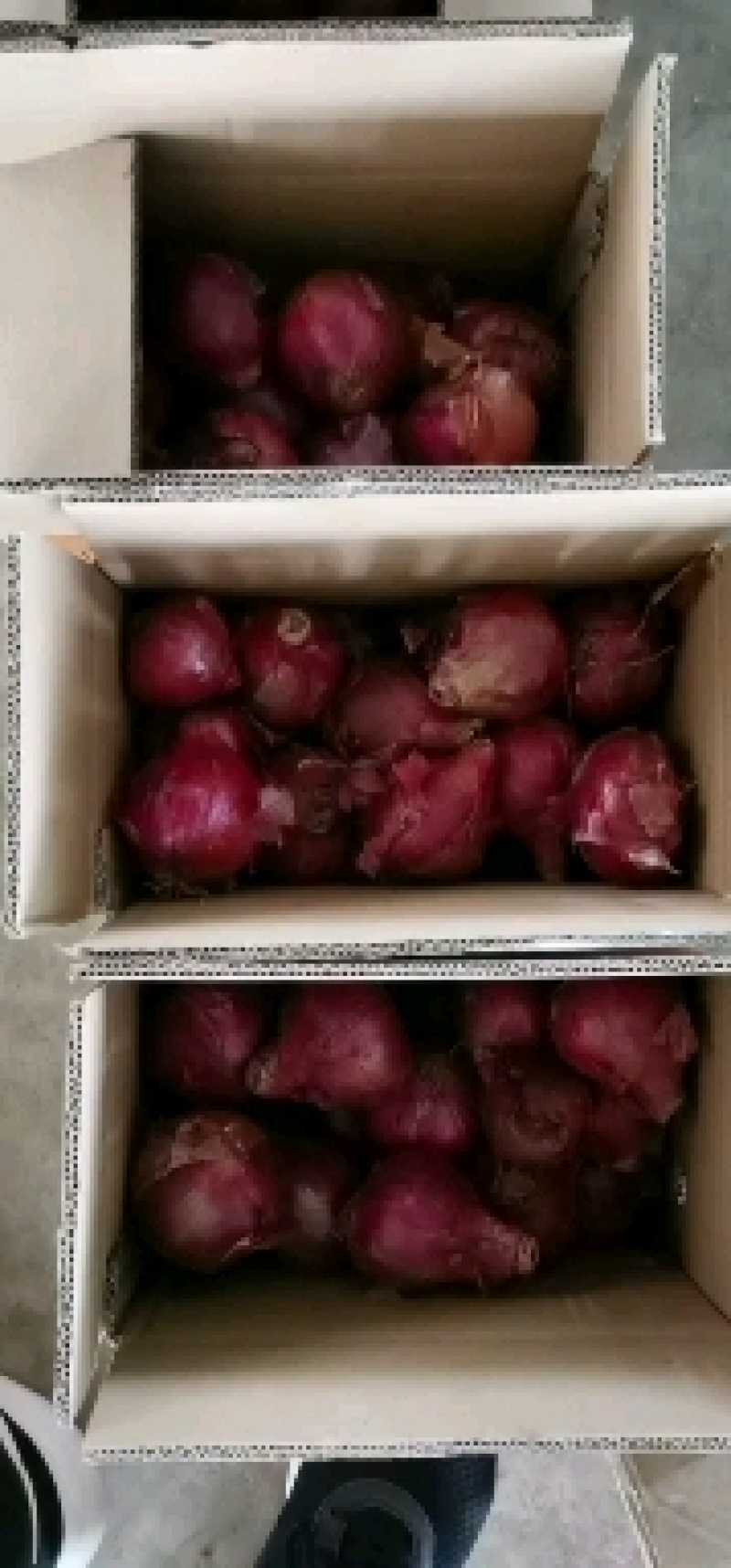 洋葱大量有货量大需要合作电商各大渠道都可以