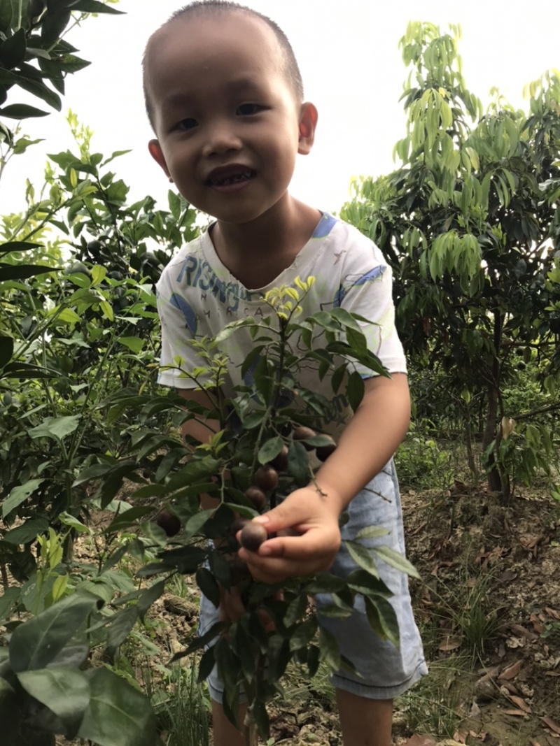 紫肉黄皮苗黑黄皮鸡心黄皮贵妃黄皮无核黄皮苗庭院种植