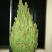 多肉植物万重山，基地直发，量大从优，欢迎进店选购
