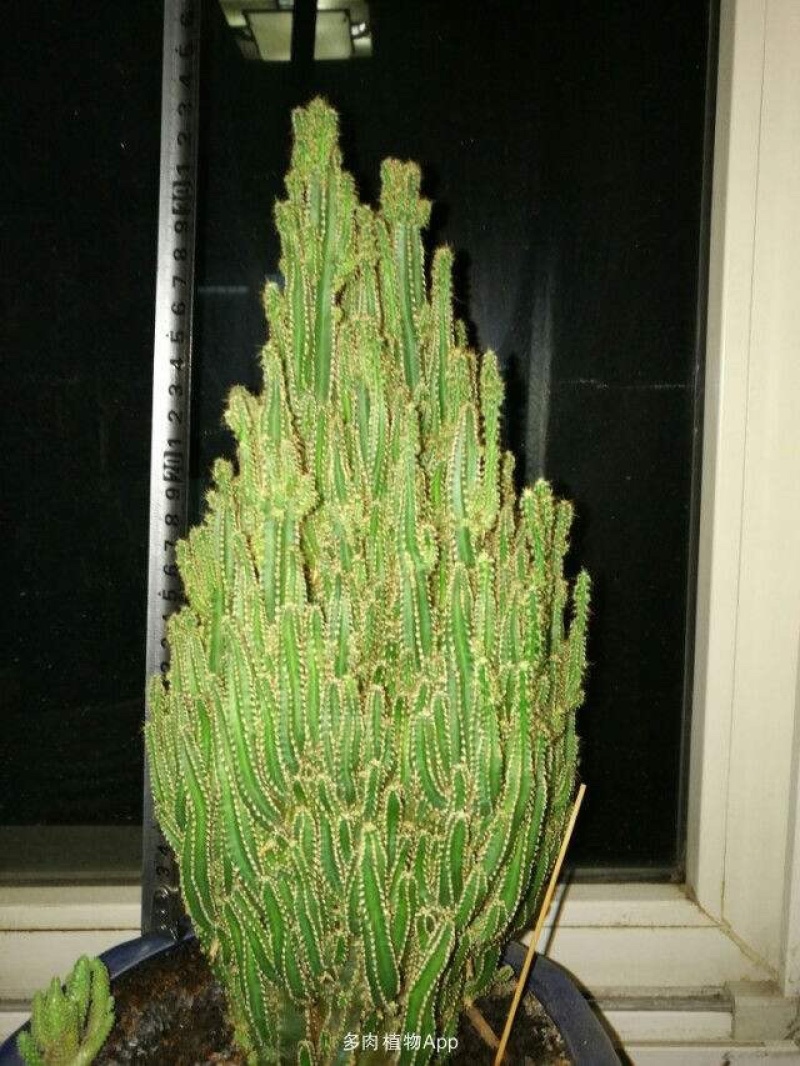 多肉植物万重山，基地直发，量大从优，欢迎进店选购