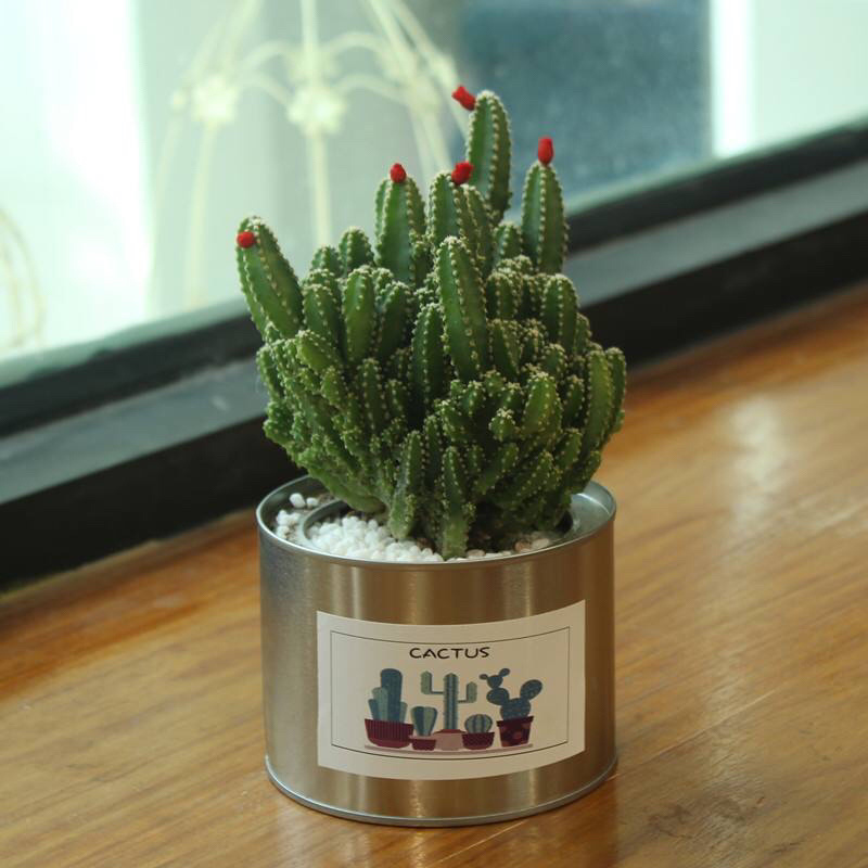 多肉植物万重山，基地直发，量大从优，欢迎进店选购