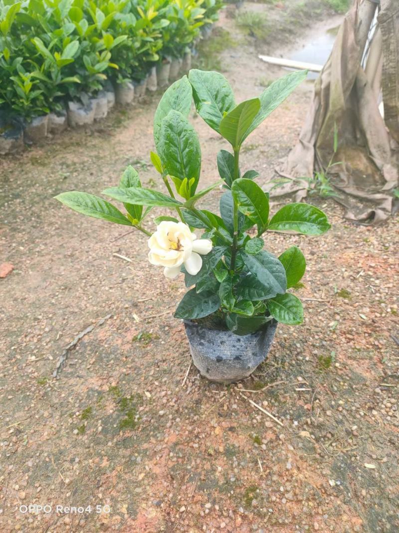 栀子花。广东省揭阳市榕城区基地直销大量7斤袋装。