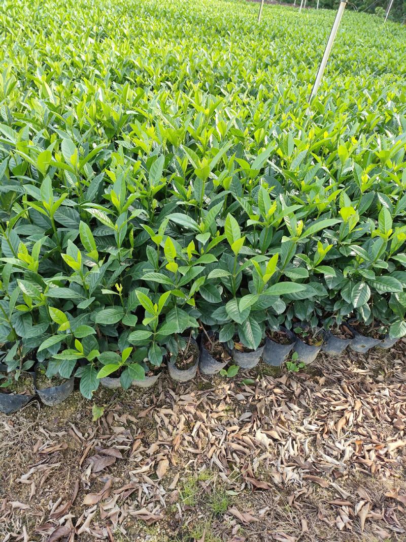 栀子花。广东省揭阳市榕城区基地直销大量7斤袋装。