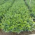 栀子花。广东省揭阳市榕城区基地直销大量7斤袋装。