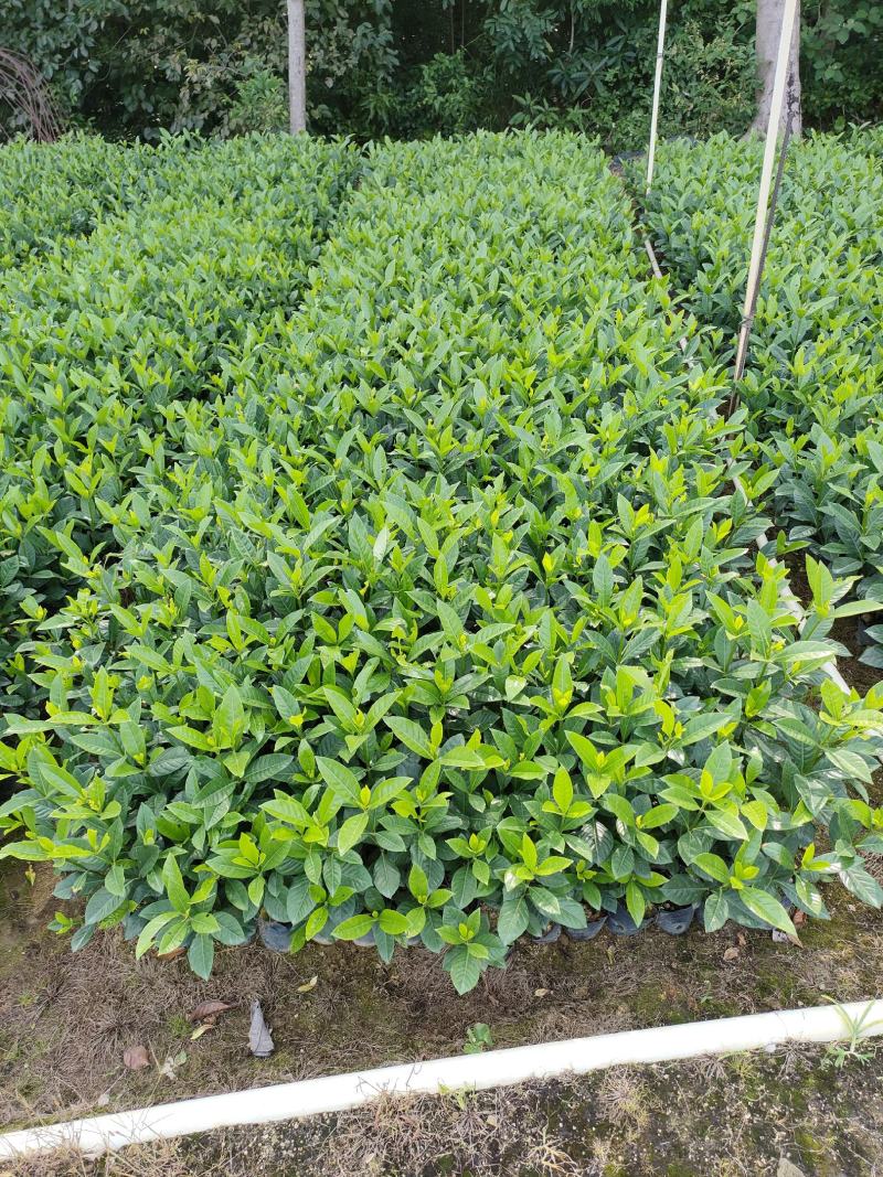 栀子花。广东省揭阳市榕城区基地直销大量7斤袋装。