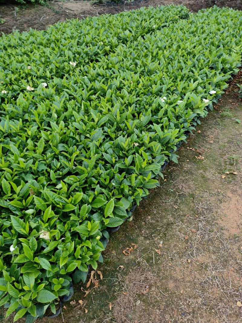 栀子花。广东省揭阳市榕城区基地直销大量7斤袋装。
