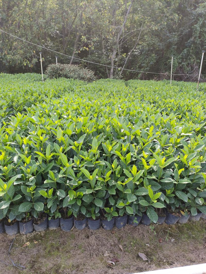 栀子花。广东省揭阳市榕城区基地直销大量7斤袋装。