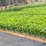 栀子花。广东省揭阳市榕城区基地直销大量7斤袋装。
