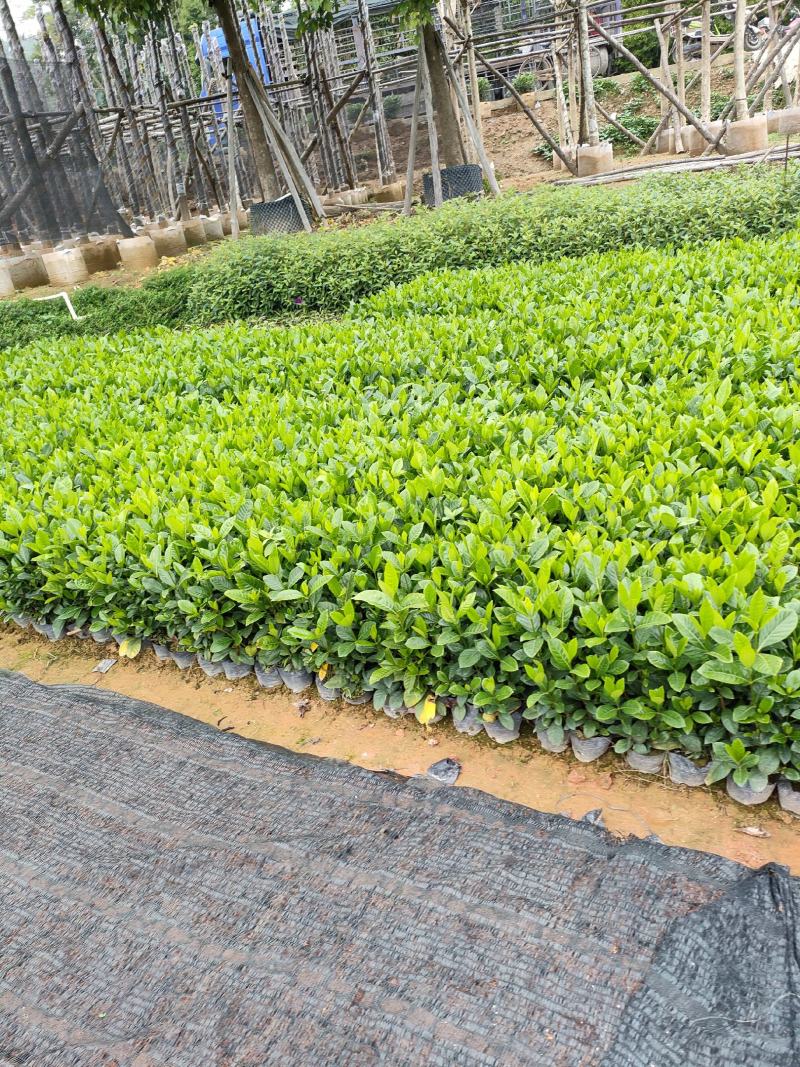 栀子花。广东省揭阳市榕城区基地直销大量7斤袋装。