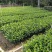 栀子花。广东省揭阳市榕城区基地直销大量7斤袋装。