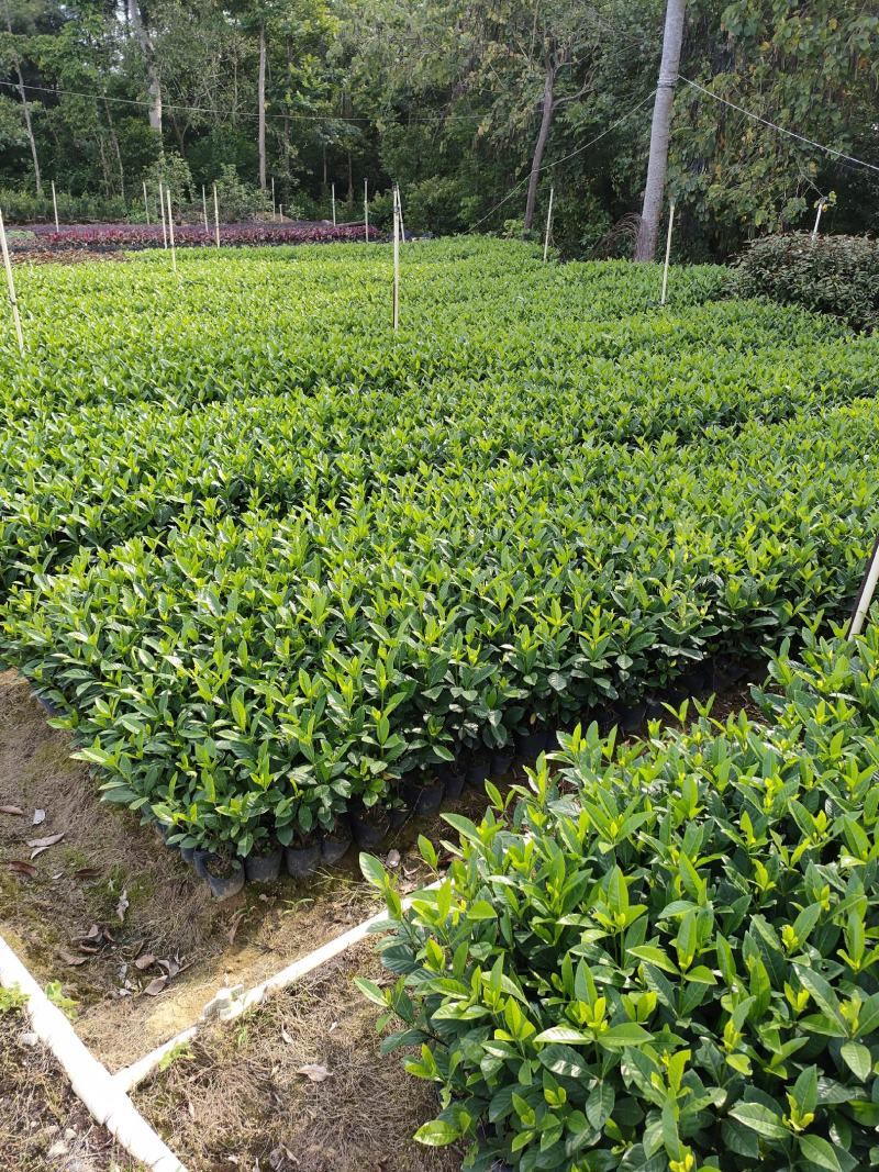 栀子花。广东省揭阳市榕城区基地直销大量7斤袋装。