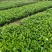 栀子花。广东省揭阳市榕城区基地直销大量7斤袋装。