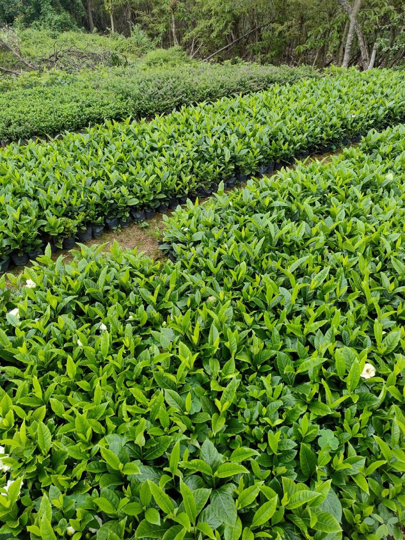 栀子花。广东省揭阳市榕城区基地直销大量7斤袋装。