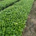 栀子花。广东省揭阳市榕城区基地直销大量7斤袋装。