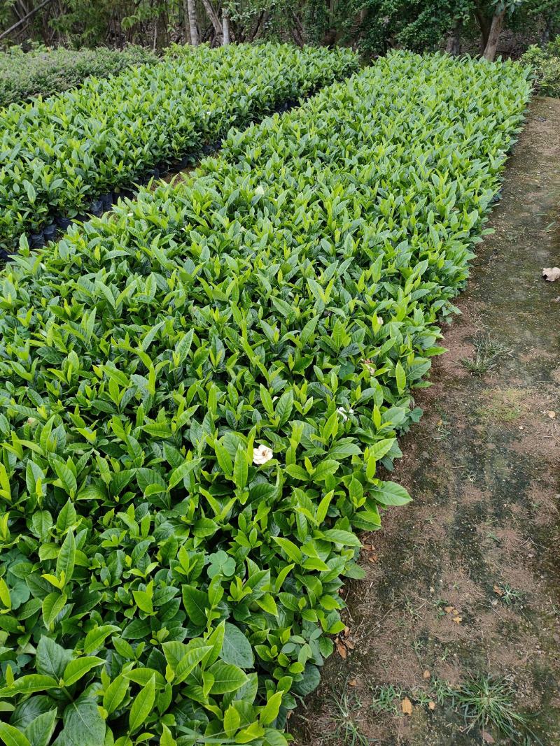 栀子花。广东省揭阳市榕城区基地直销大量7斤袋装。
