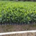 栀子花。广东省揭阳市榕城区基地直销大量7斤袋装。