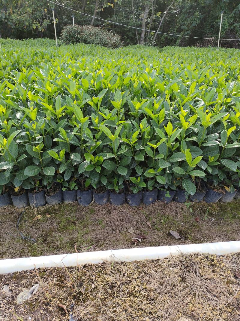 栀子花。广东省揭阳市榕城区基地直销大量7斤袋装。