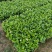 栀子花。广东省揭阳市榕城区基地直销大量7斤袋装。