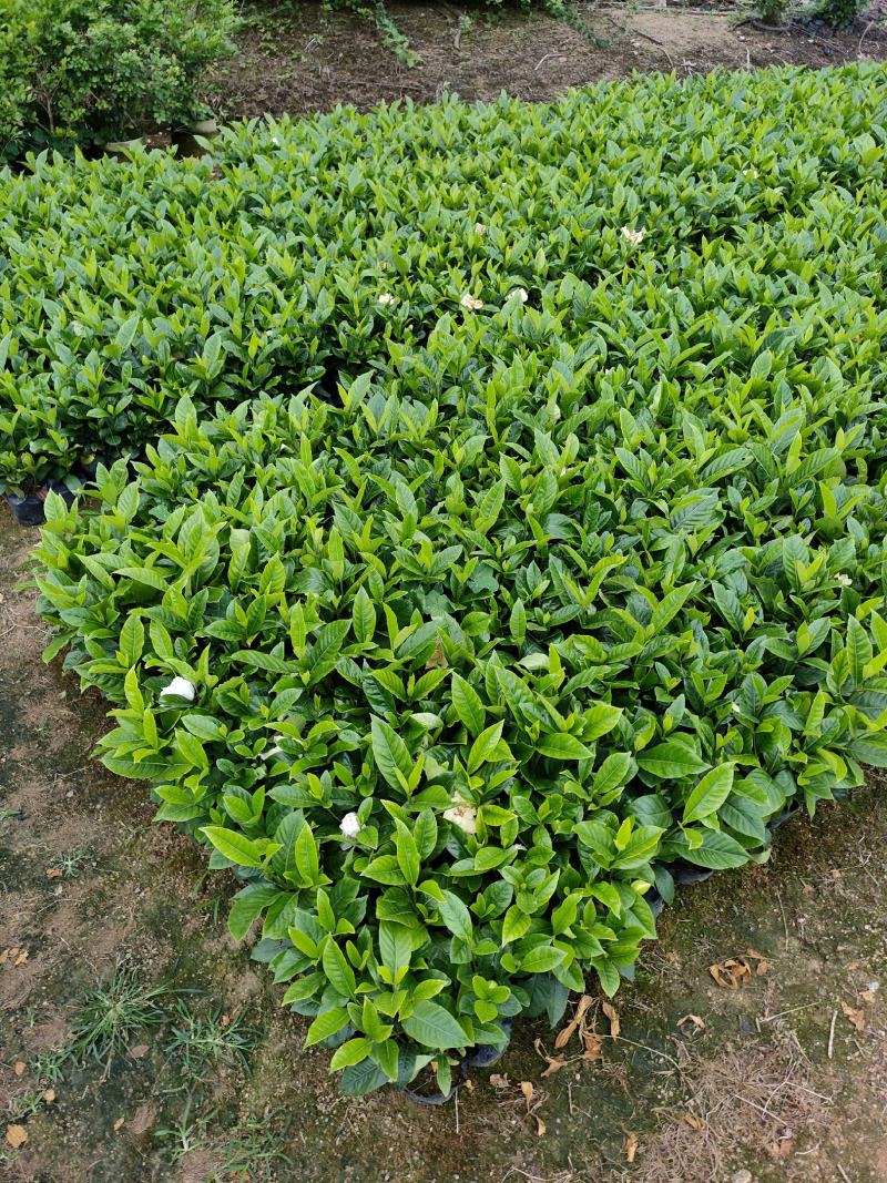 栀子花。广东省揭阳市榕城区基地直销大量7斤袋装。