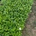 栀子花。广东省揭阳市榕城区基地直销大量7斤袋装。
