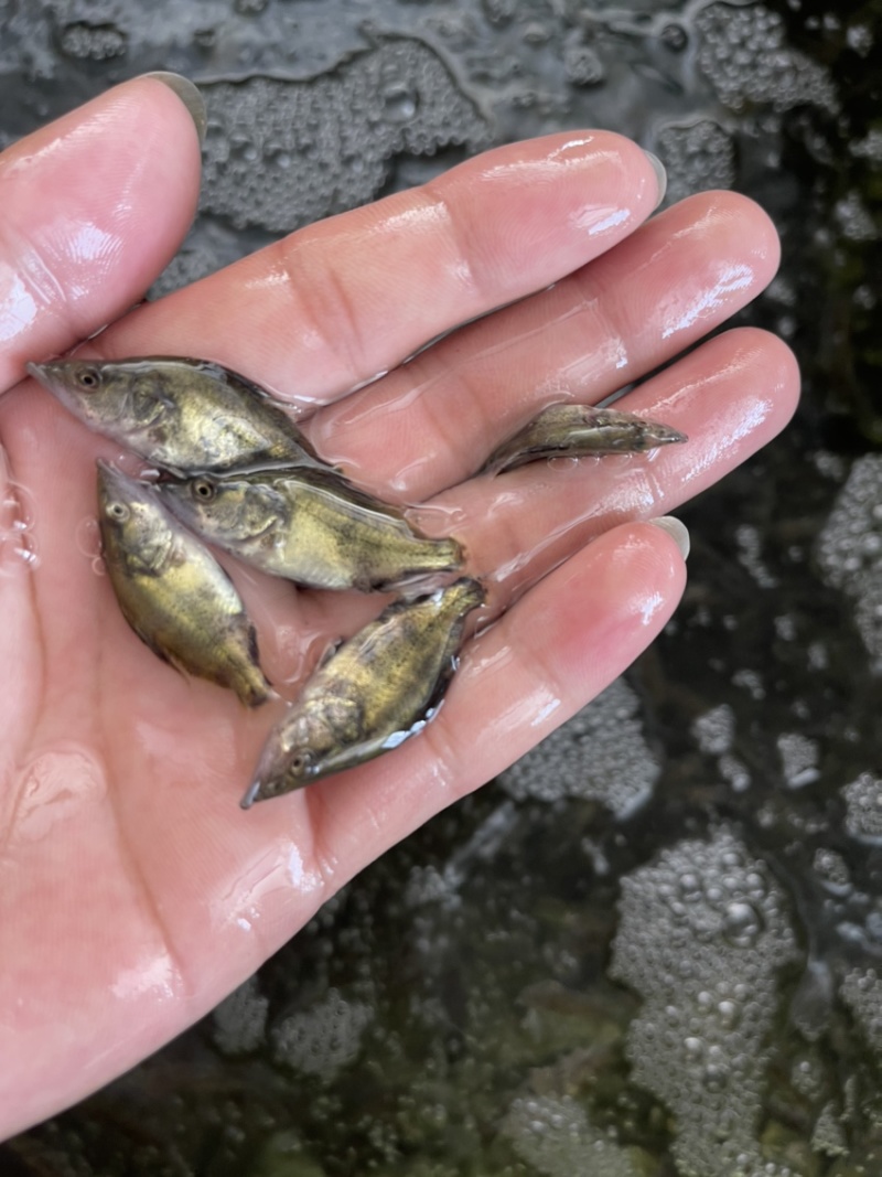 鳜鱼苗，桂花鱼苗，渔场直销，技术指导，可视频看货