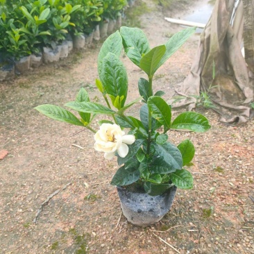 栀子花。广东省揭阳市榕城区基地直销大量7斤袋装。