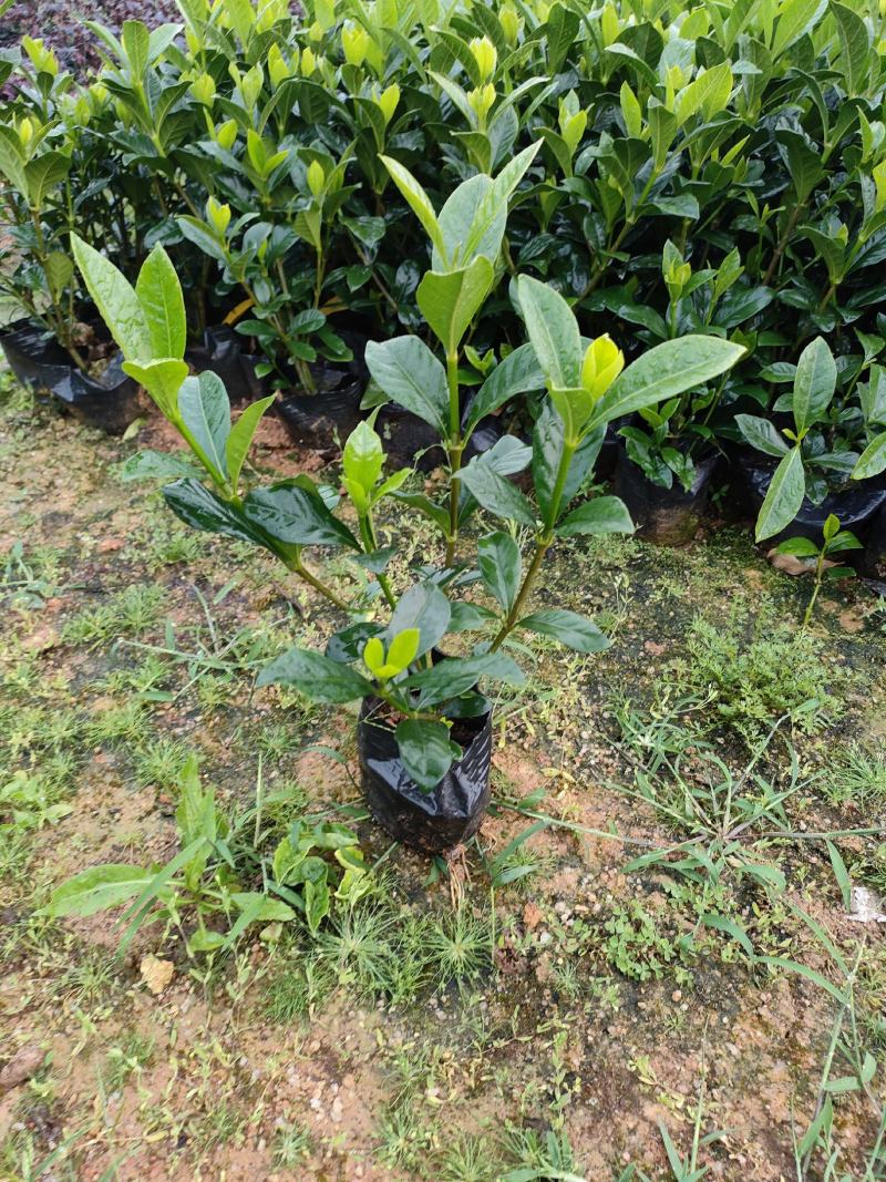 栀子花。广东省揭阳市榕城区基地直销大量7斤袋装。