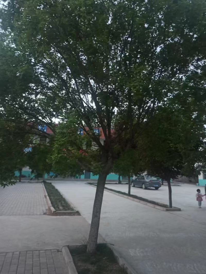 各种规格元宝枫种苗