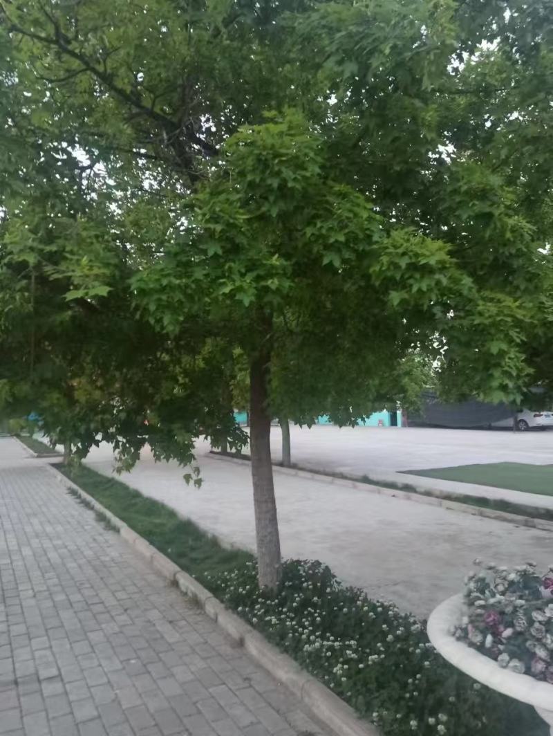 各种规格元宝枫种苗
