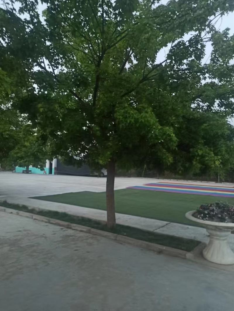 各种规格元宝枫种苗