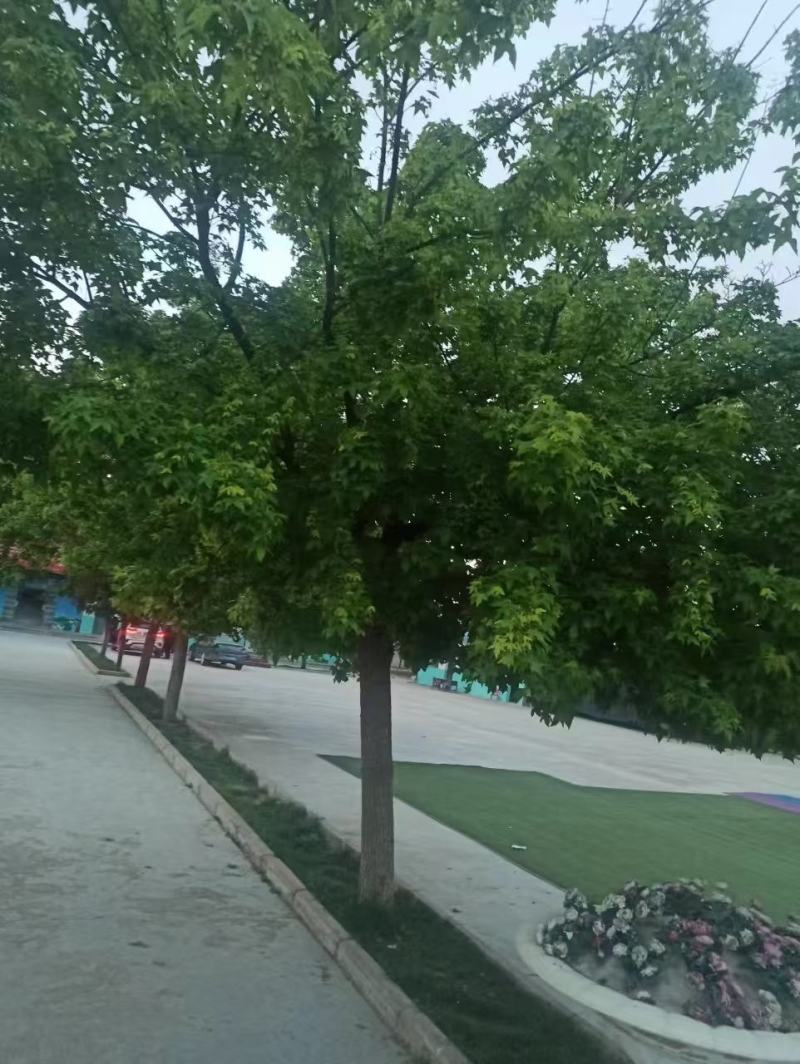 各种规格元宝枫种苗