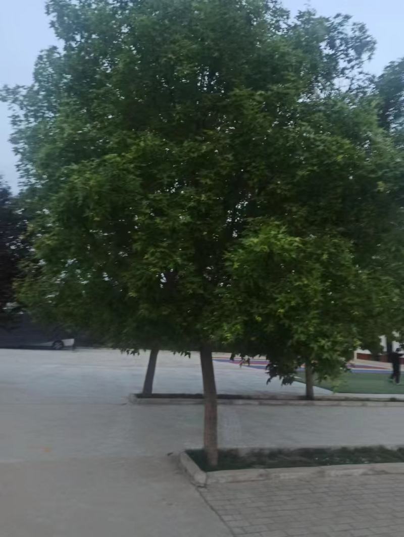 各种规格元宝枫种苗