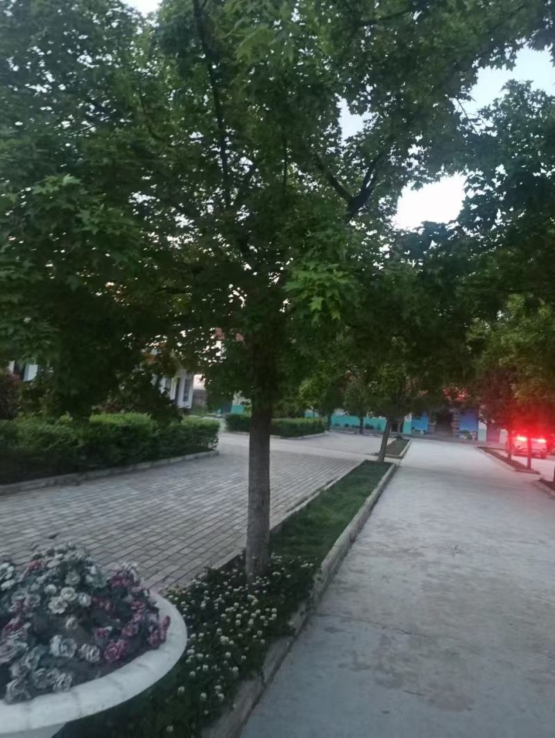 各种规格元宝枫种苗