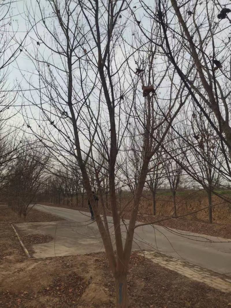 各种规格元宝枫种苗