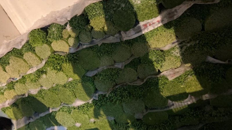 【推荐】广东韭菜花全国各地发货基地一手货源欢迎来电