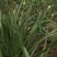 【推荐】广东韭菜花全国各地发货基地一手货源欢迎来电