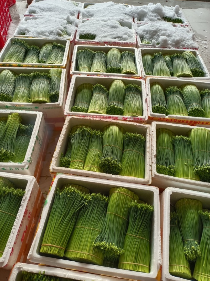 【推荐】广东韭菜花全国各地发货基地一手货源欢迎来电